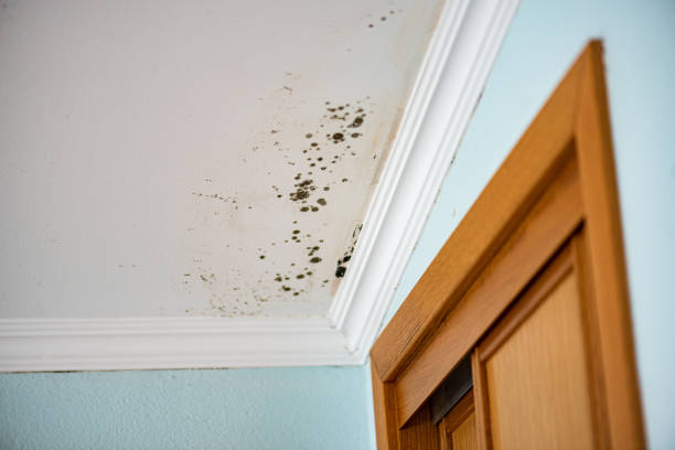 Best Emergency Mold Remediation in Carnation, WA