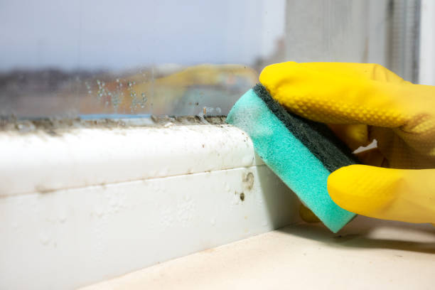 Best Black Mold Remediation in Carnation, WA