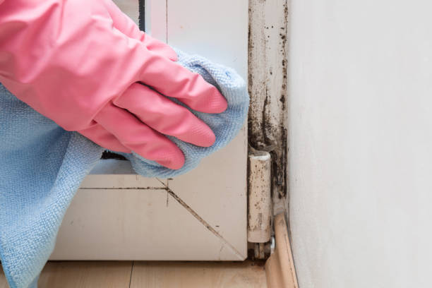 Best Residential Mold Remediation in Carnation, WA