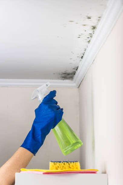 Best Attic Mold Remediation in Carnation, WA