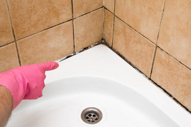 Best Commercial Mold Remediation in Carnation, WA